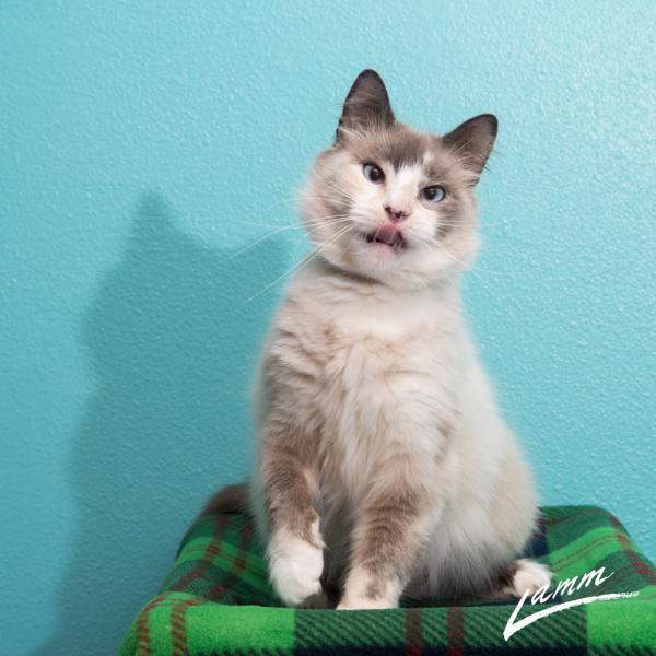 Violet, an adoptable Snowshoe in Sherwood, OR, 97140 | Photo Image 2
