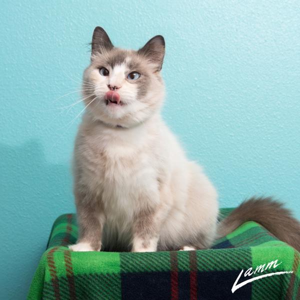 Violet, an adoptable Snowshoe in Sherwood, OR, 97140 | Photo Image 3