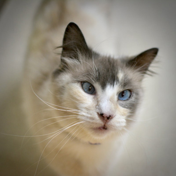 Violet, an adoptable Snowshoe in Sherwood, OR, 97140 | Photo Image 4