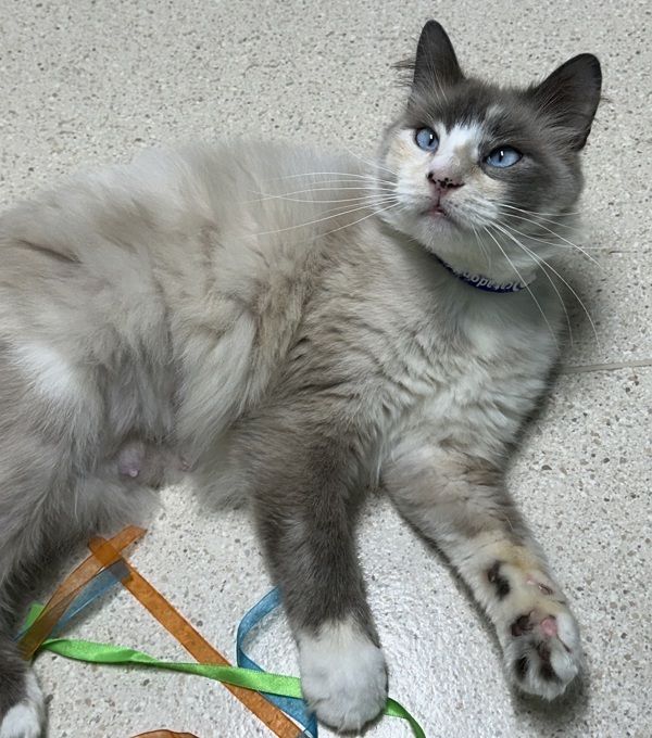 Violet, an adoptable Snowshoe in Sherwood, OR, 97140 | Photo Image 5