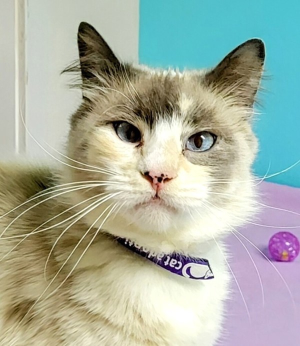 Violet, an adoptable Snowshoe in Sherwood, OR, 97140 | Photo Image 6