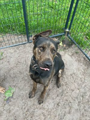 Kratos, Adult Male Hound