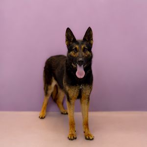 Primary Color Black Secondary Color Brown Weight 65lbs Age 7yrs 0mths 0wks Animal has been Neute