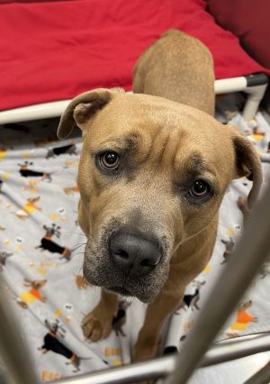 Primary Color Brown Weight 502lbs Age 1yrs 1mths 0wks Animal has been Neutered