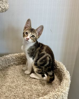 Reese, Baby Male Domestic Short Hair