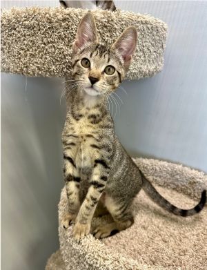 Gumball, Baby Male Domestic Short Hair