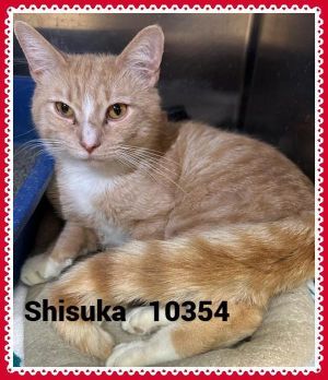 Primary Color Orange Tabby Weight 9lbs Age 2yrs 1mths 0wks Animal has been Neutered