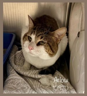 Primary Color Brown Tabby Secondary Color White Weight 95625lbs Age 1yrs 11mths 0wks Animal has