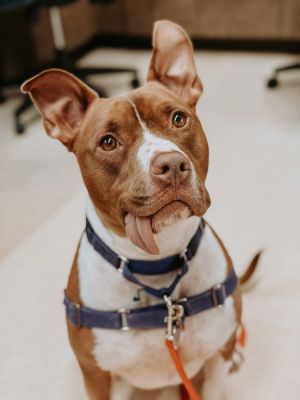 Bowser, Adult Male Mixed Breed