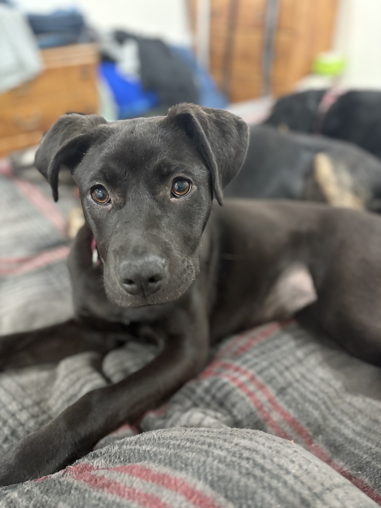 Lilo (Rion Litter)