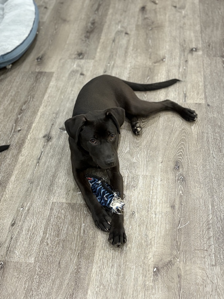 Lilo (Rion Litter)