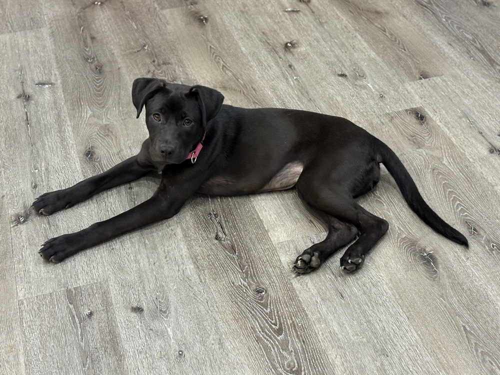 Lilo (Rion Litter)