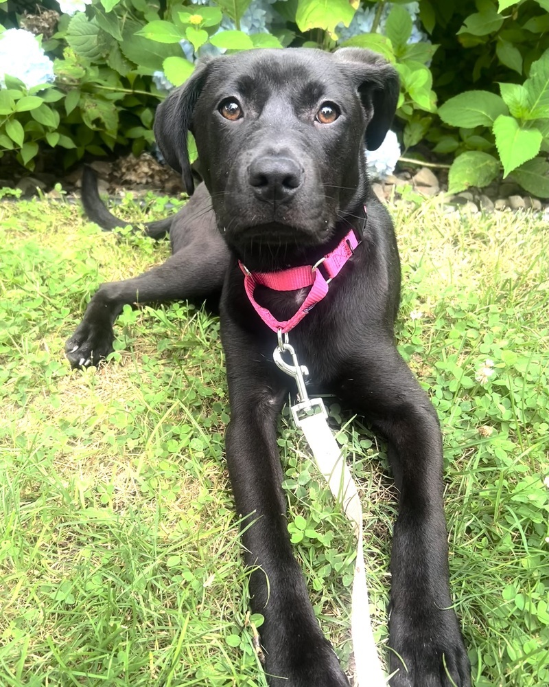 Lilo (Rion Litter)