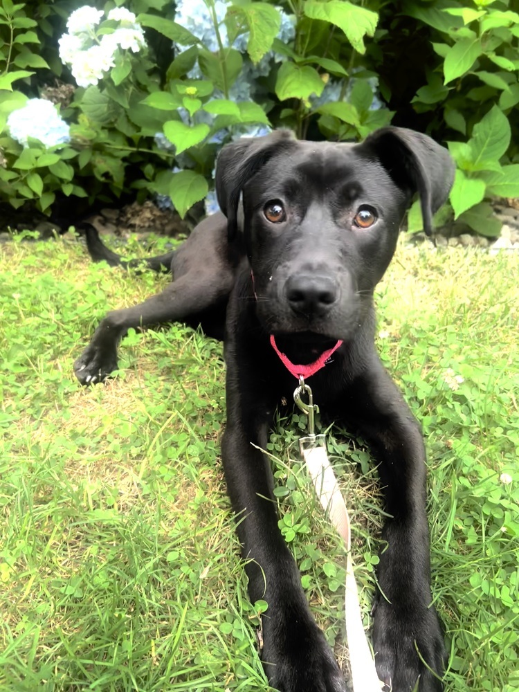Lilo (Rion Litter)
