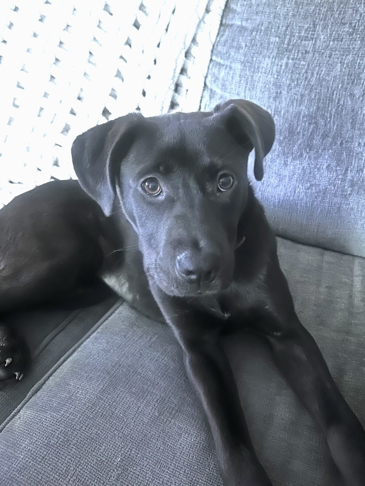 Lilo (Rion Litter)