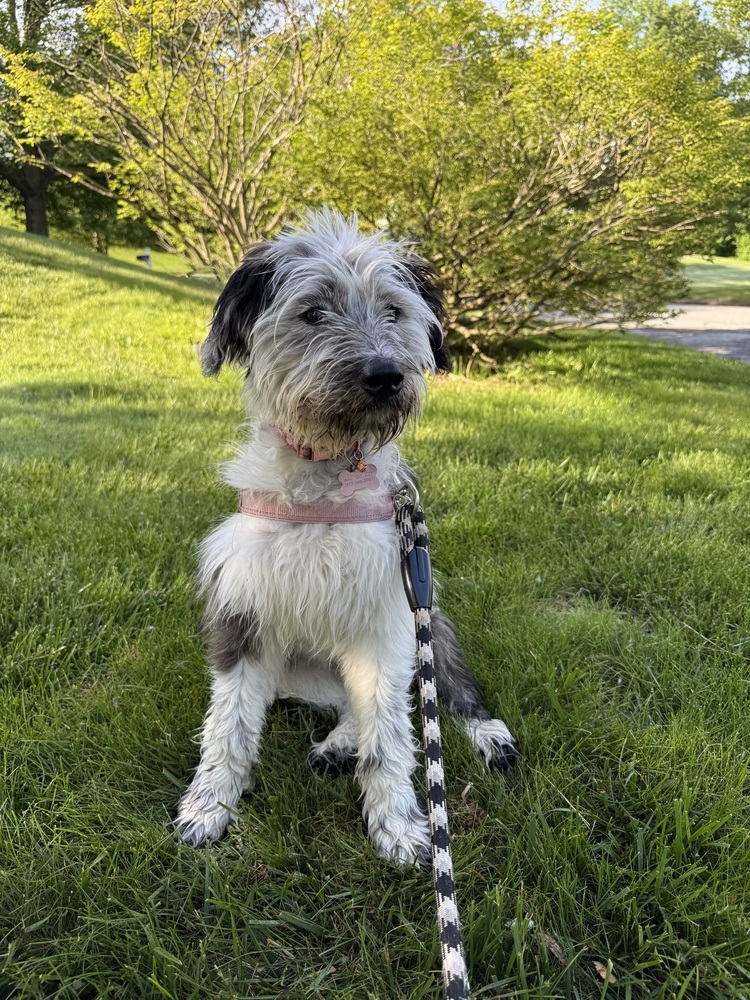 Piper the Perky