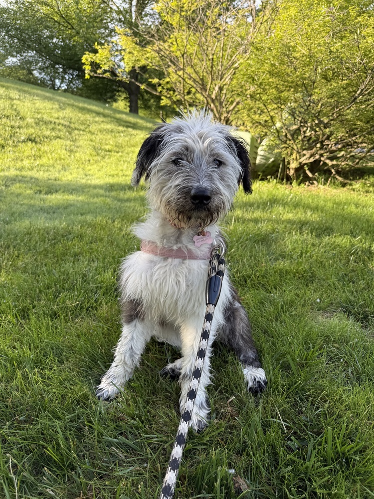 Piper the Perky