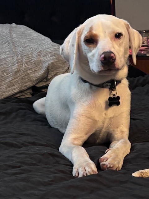 Jax (Snake Eye)