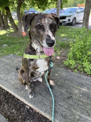 Birthdate 1182020 Breed One of a kind Weight 48 lbs Katie is a sweetheart through and throughaf