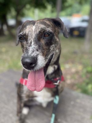 Birthdate 1182020 Breed One of a kind Weight 48 lbs Katie is a sweetheart through and throughaf