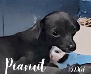 Thank you for checking out my bio please check back for an update My foster will update my informa