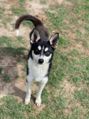 Thank you for checking out my bio please check back for an update My foster will update my informa