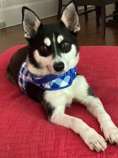 Meet Gizmo Mogwai - The Tiny Husky Lookalike Gizmo Mogwai is a 2-year-old 14-pound Chihuahua mix w