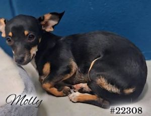 Thank you for checking out my bio please check back for an update My foster will update my informa