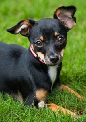 Meet Molly Ringwald - Tiny Dancer with a Big Heart Molly Ringwald may be small-just 5 months old an