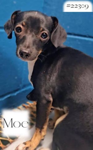 Thank you for checking out my bio please check back for an update My foster will update my informa