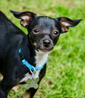 Moe Howard - Small Pup Big Personality Say hello to Moe Howard  an adorable 5-month-old pup weigh