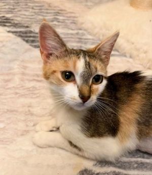My name is Lilac and I am one of the prettiest and sweetest cats you will ever meet I love