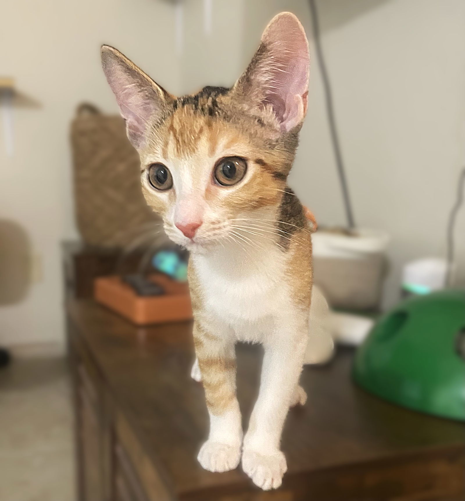 Mopsy