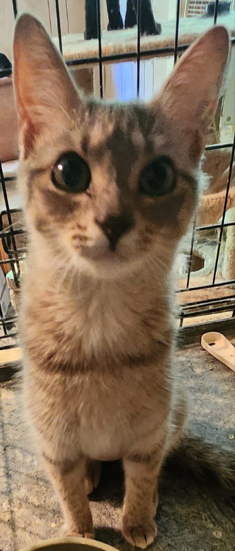 Sue Ellen, an adoptable Tabby in Pineville, LA, 71361 | Photo Image 1