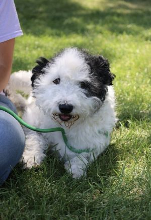 Cleo, Young Female Poodle