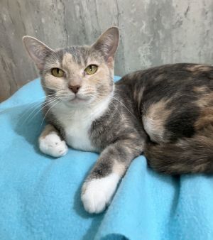 Calypso, Adult Female Dilute Calico