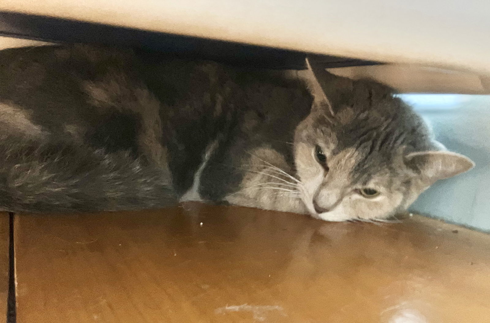 Calypso