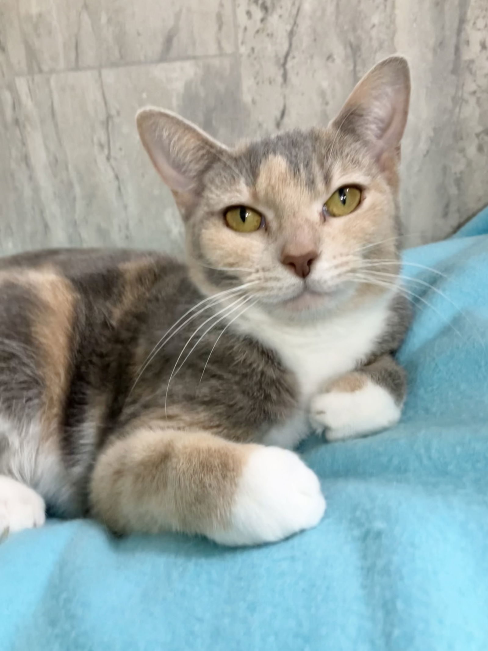 Calypso