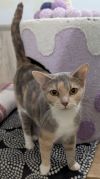 Calypso photo 2
