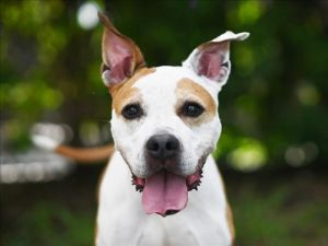 IVY, Adult Female American Staffordshire Terrier