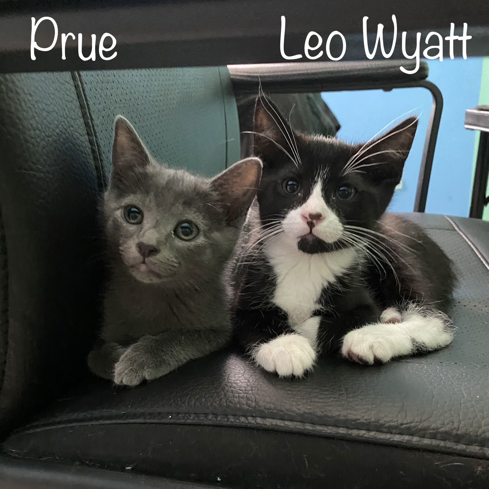Leo Wyatt