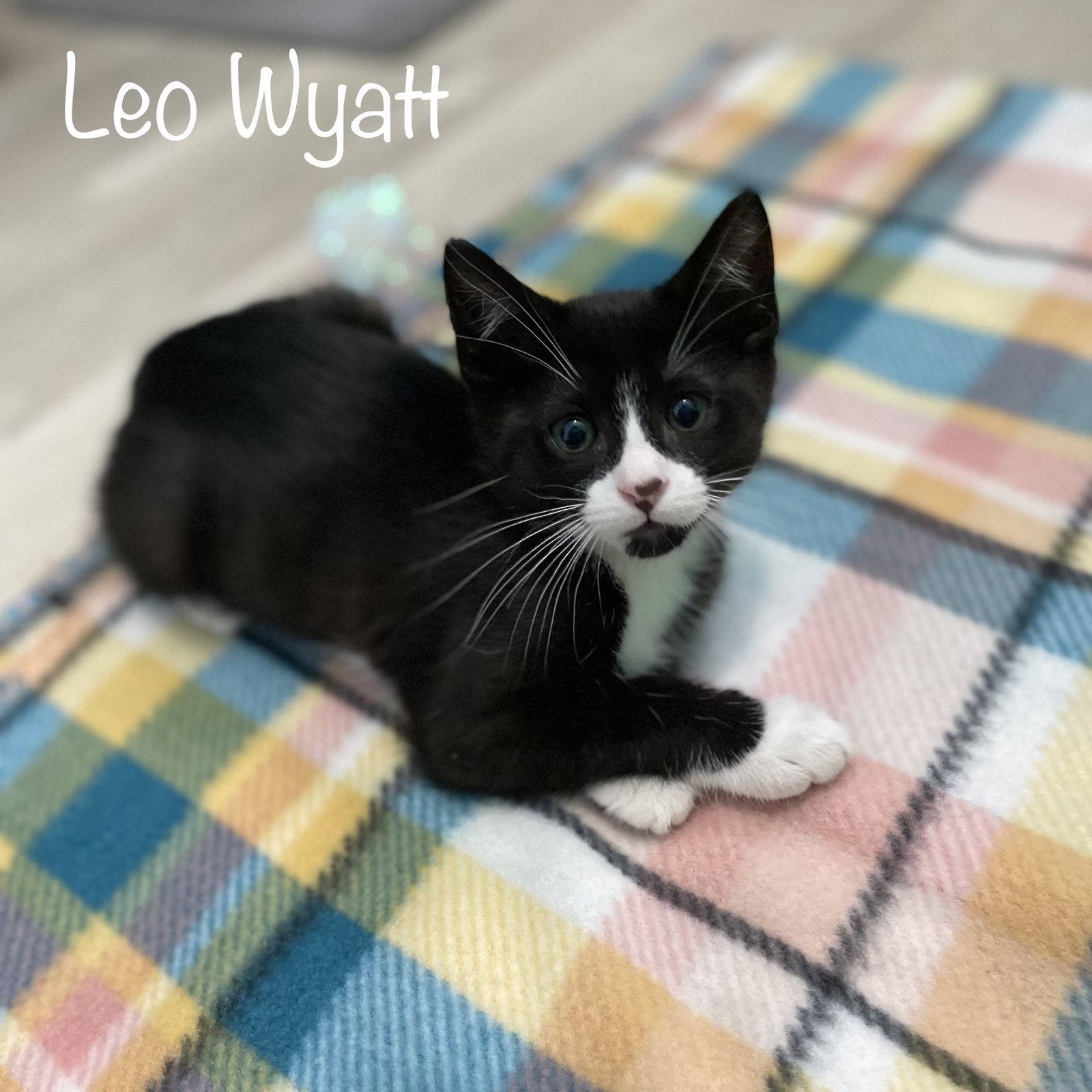 Leo Wyatt
