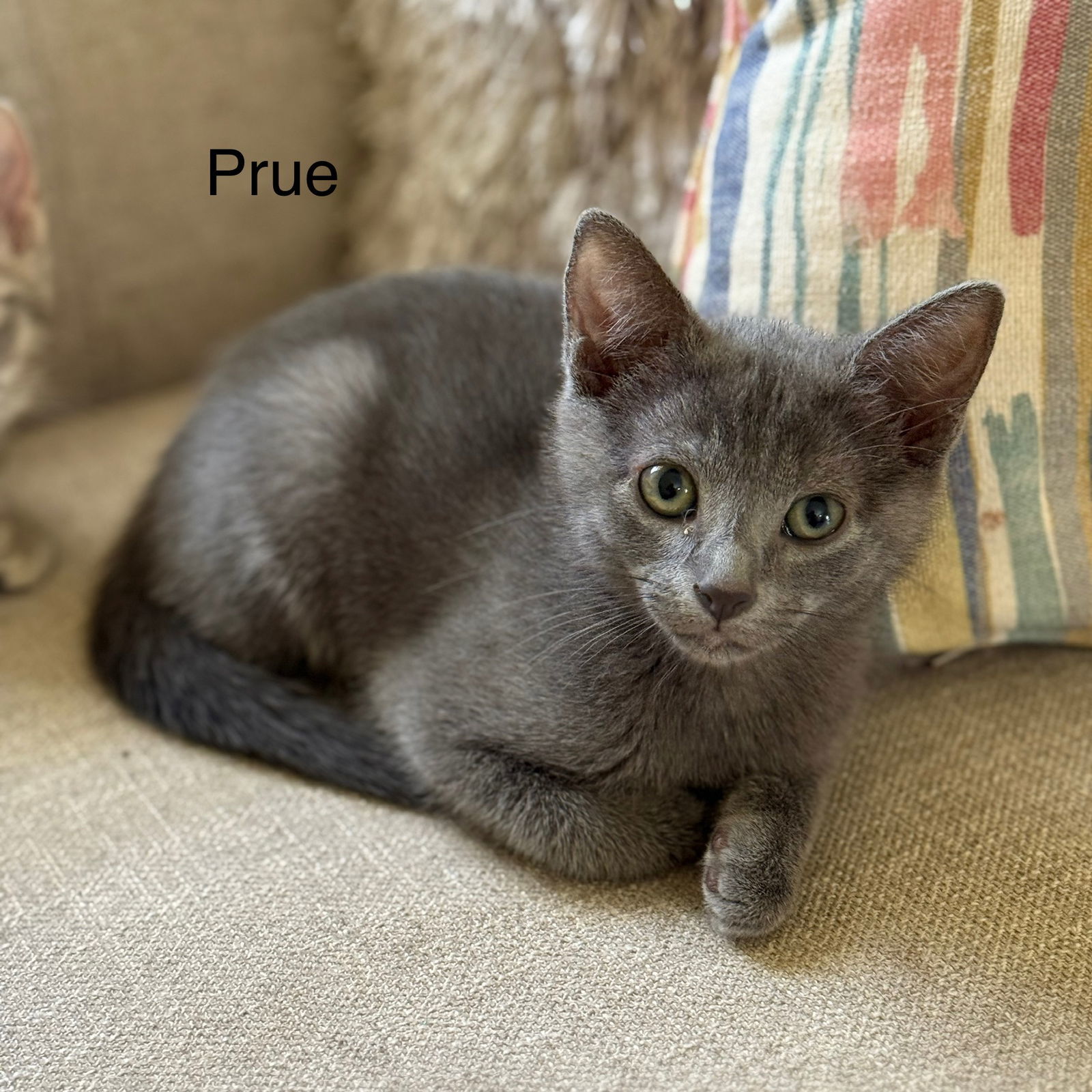 Prue