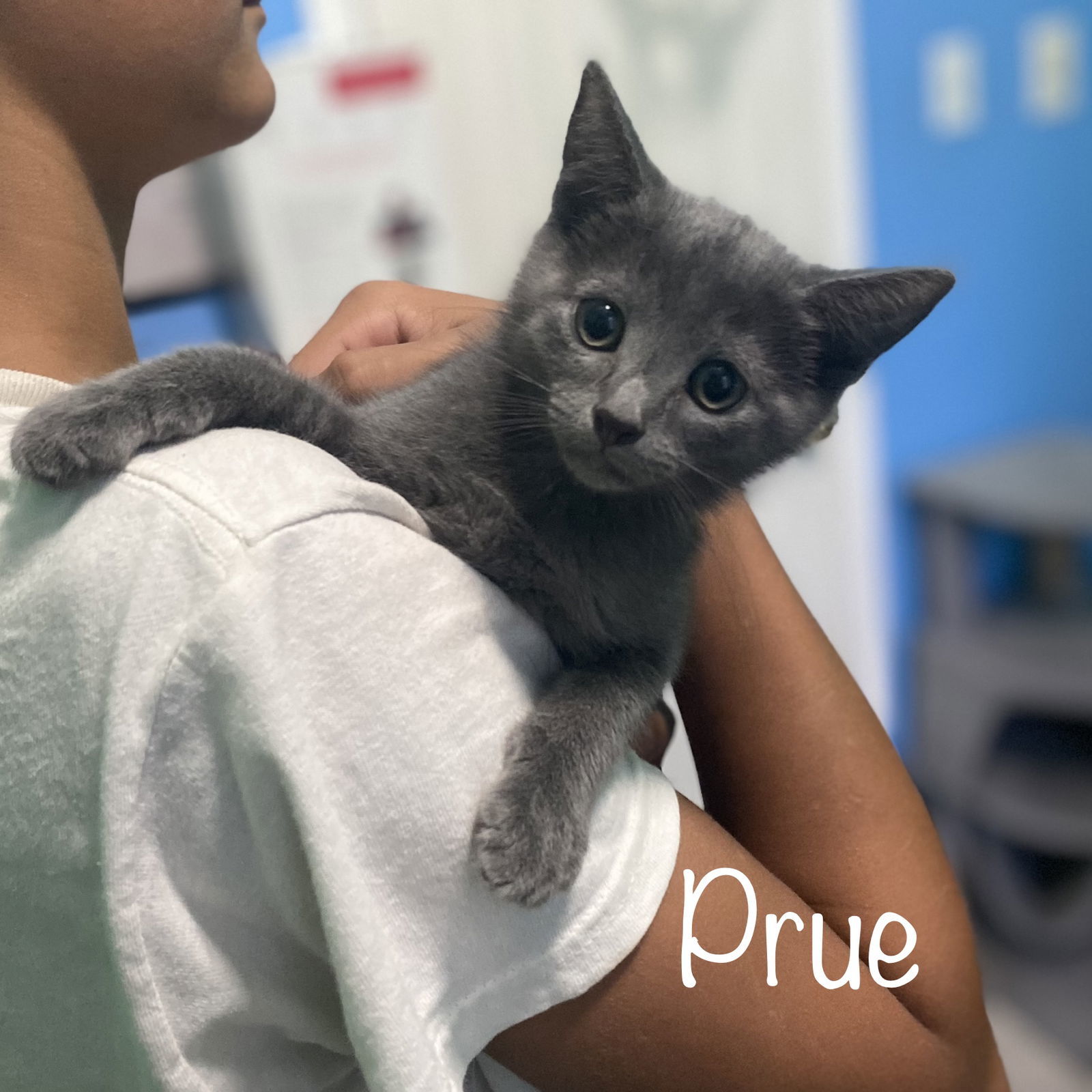 Prue