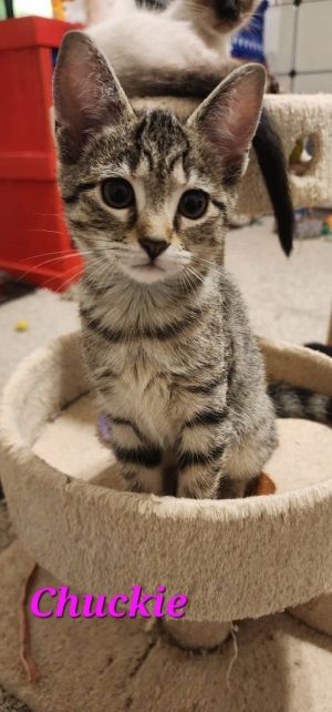 Chuckie Domestic Short Hair Cat