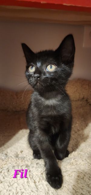 Fil Domestic Short Hair Cat