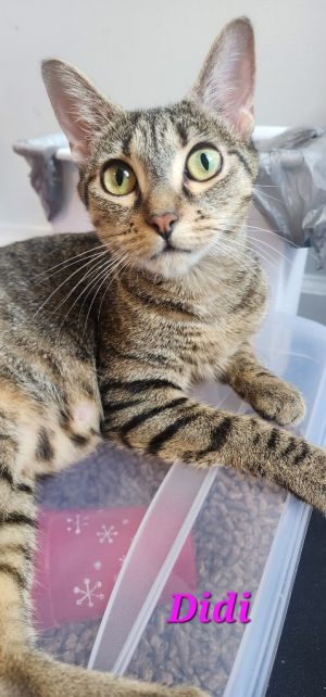 Didi is a sweet mama kitty to 5 little rugrats She was even sweet enough to take in 2 orphaned
