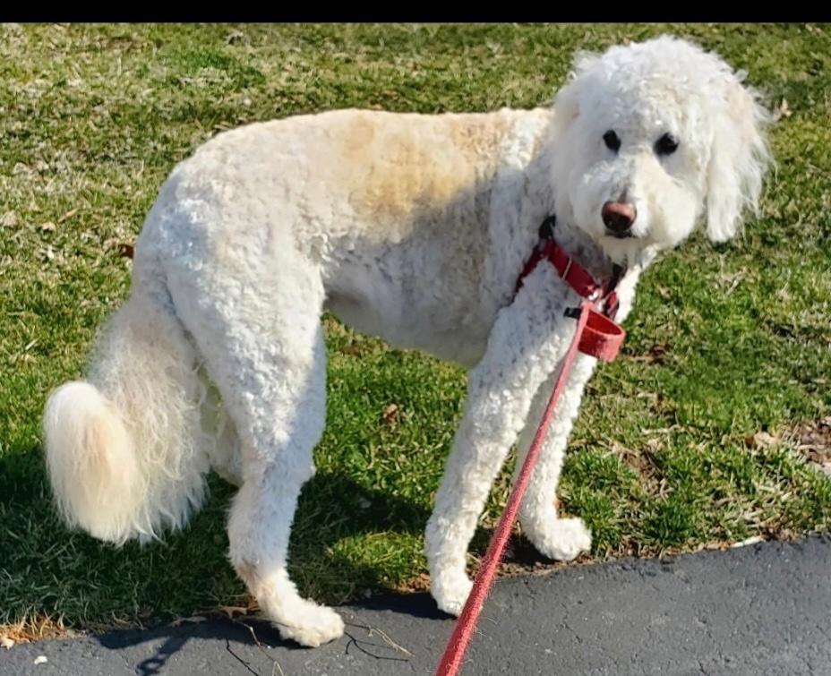 Daisy