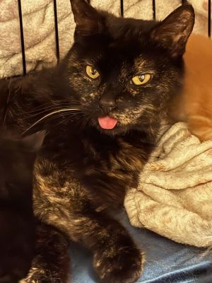 Catfish, Adult Female Tortoiseshell
