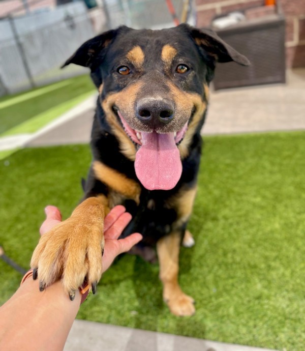 *Kronos*, an adoptable Beauceron in Salt Lake City, UT, 84123 | Photo Image 1